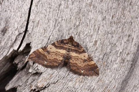 Shoulder Stripe Moth