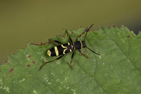 Wasp Beetle