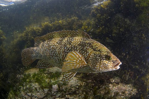 Ballan wrasse