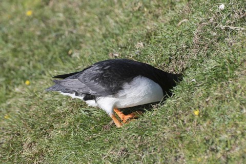 Puffin