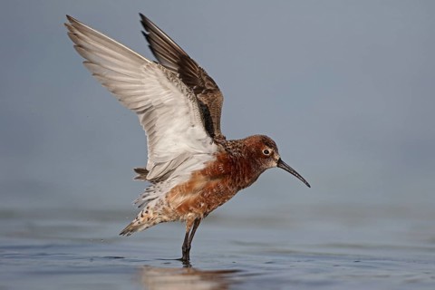 Curlew Sandpiper
