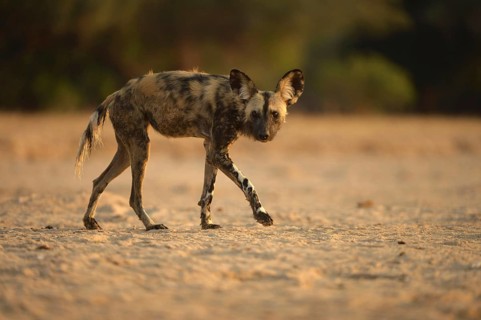 African Wild Dog