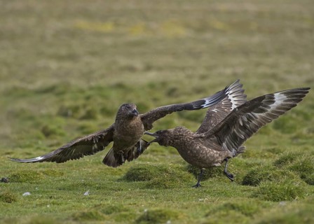 Great Skuas