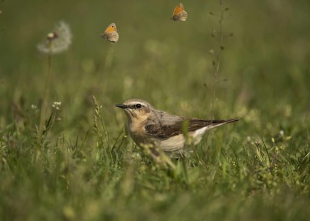 Northern Wheatear
