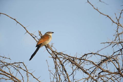 White-browed Coucal