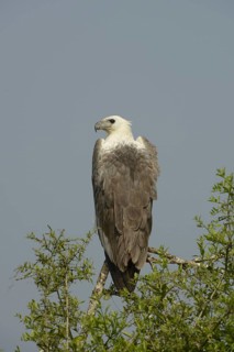 White-bellied Fish-eagle