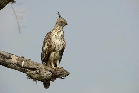 Changeable Hawk-eagle