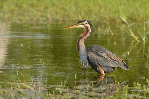 Purple Heron