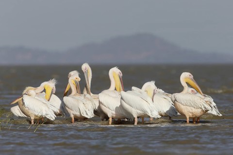 Great White Pelicans