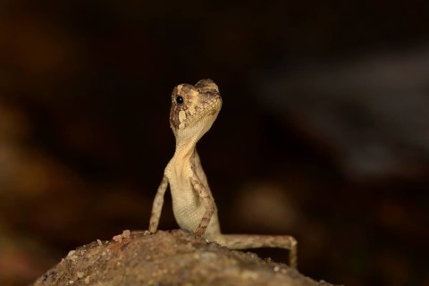 Brown-patched Kangaroo Lizard