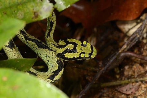 Sri Lankan Green Pit Viper