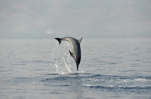 Spinner Dolphin
