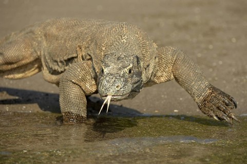 Komodo Dragon