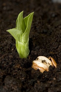 Broad bean