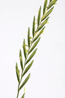 Couch grass