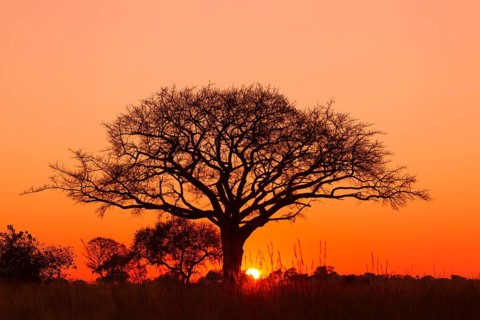 Silhouette of umbrella thorn acacia