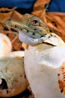West African slender-snouted crocodile