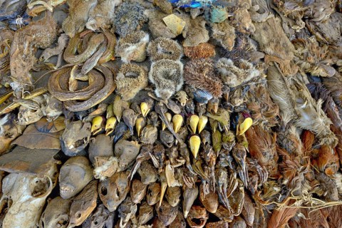 Sale of dead animals and animal heads