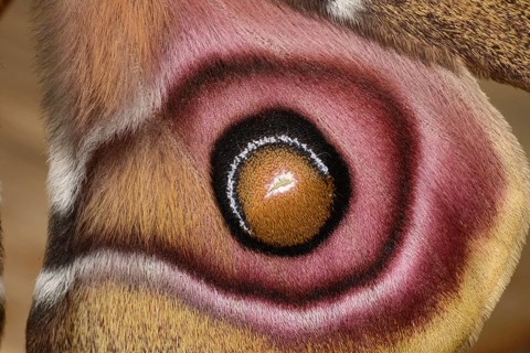 Suraka Silk Moth