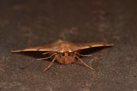Feathered Thorn Moth