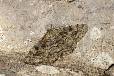 Mottled Beauty Moth