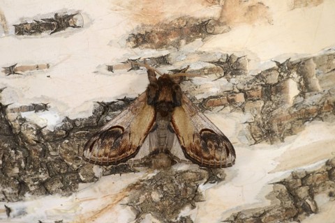 Pebble Prominent Moth