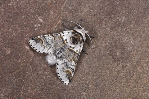 Sallow Kitten Moth