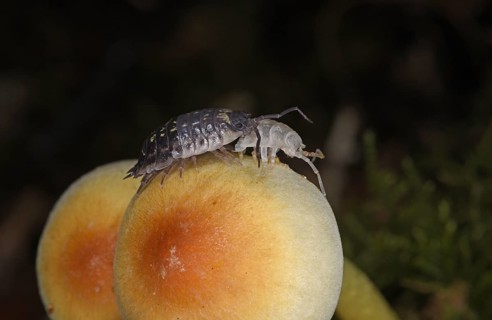 Common Shiny Woodlouse
