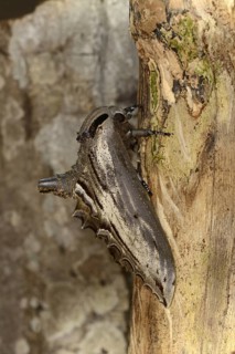 Apple Hawkmoth