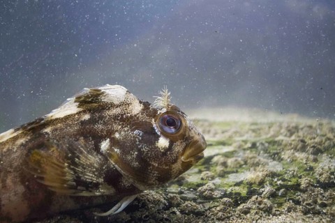 Tompot Blenny