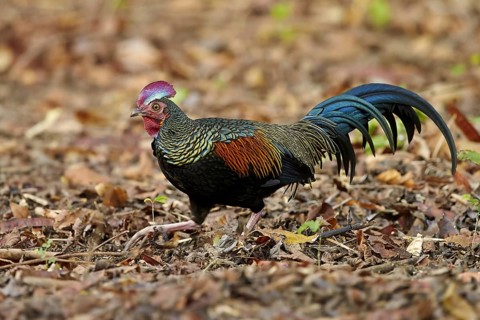 Green Junglefowl