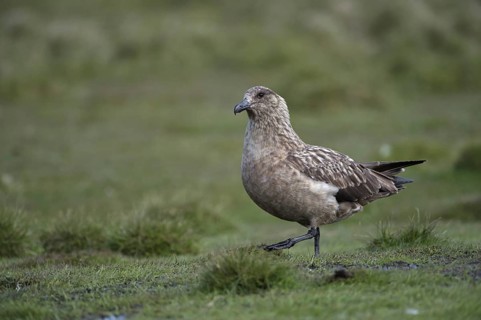 Great Skua
