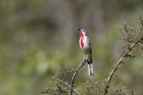 Rosy-patched Bushshrike