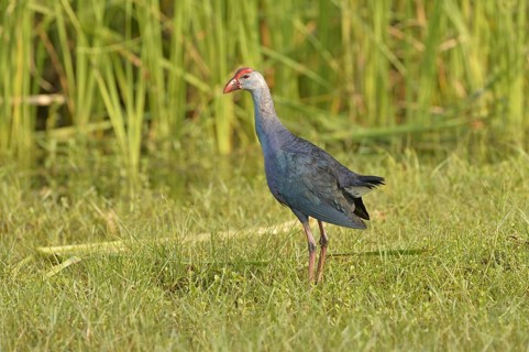 Grey-headed Swamphen