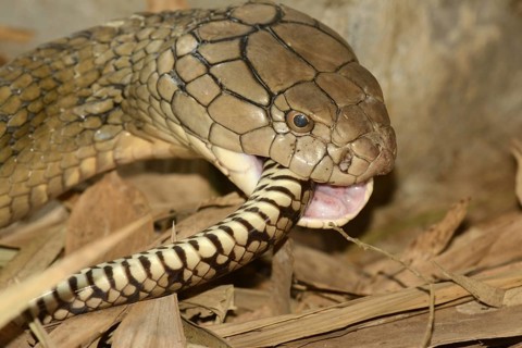 King Cobra