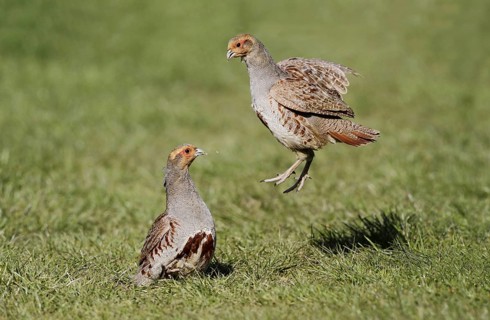 Grey Partridge