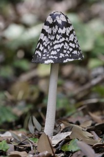 Magpie Ink Cap
