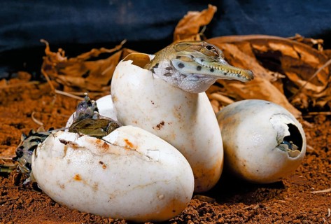 West African slender-snouted crocodile