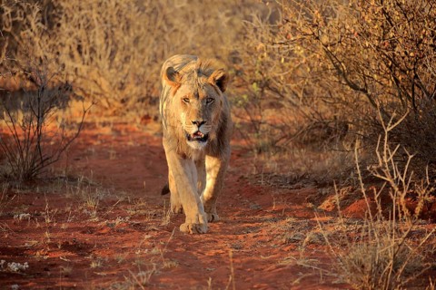 Lion