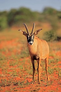Roan Antelope
