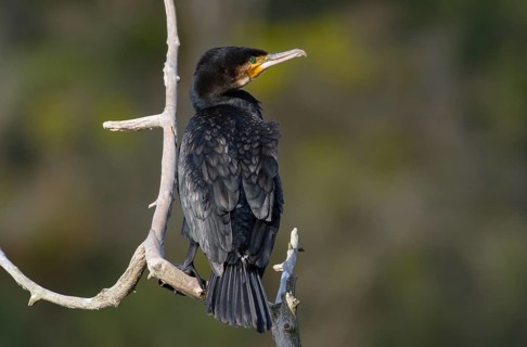 Great cormorant