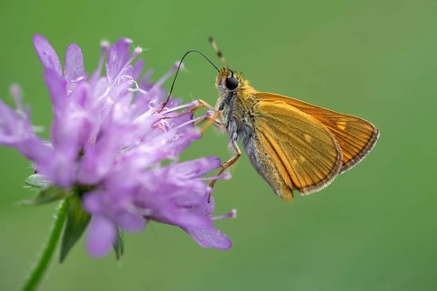 Large skipper