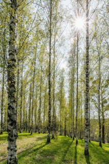Birch grove in spring