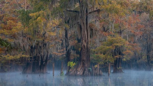 Bald cypresses