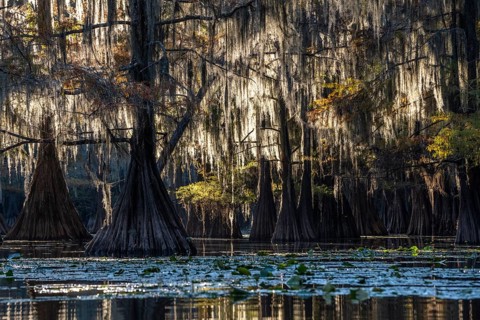 Bald cypresses