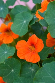 Orange flowering nasturtium