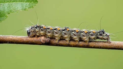 Four-spotted footman