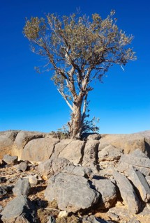 Khejri tree