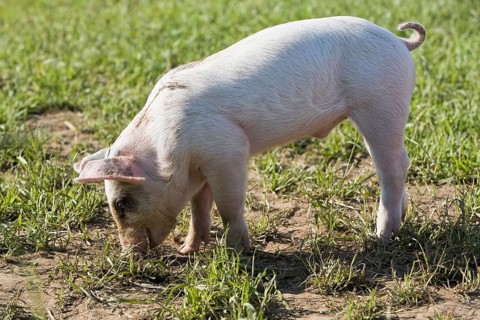 Piglet in the grass