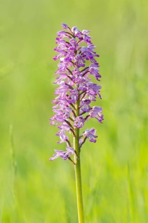 Military orchid